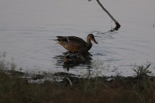 Mallard