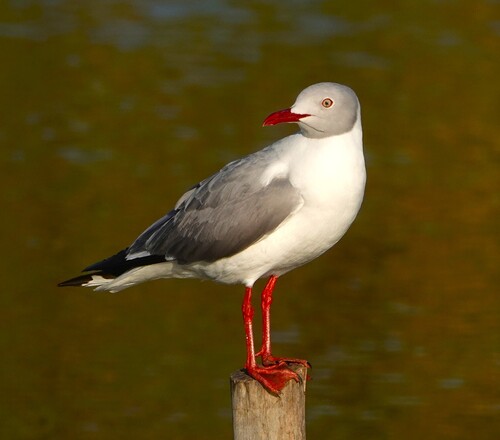 Gray-hooded Gull