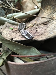 Chalcolepidius approximatus