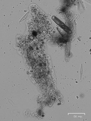Amoeba proteus