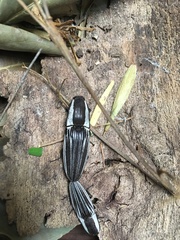Chalcolepidius approximatus