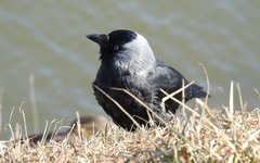 Corvus monedula