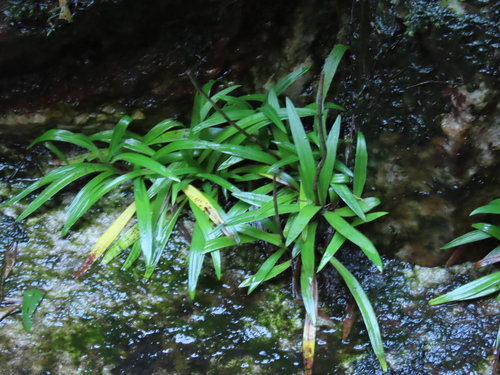 Disa tripetaloides