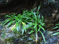 Disa tripetaloides