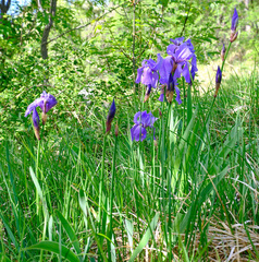 Iris pallida illyrica