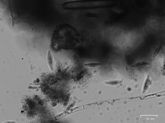 Charophyta