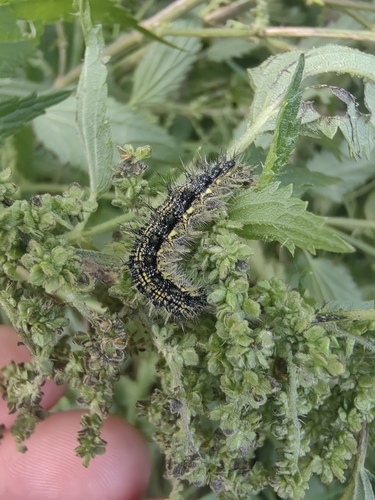 Small Tortoiseshell