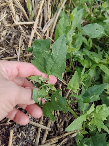 Creeping Saltbush