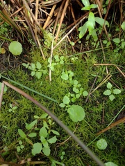 All-seed (Polycarpon)