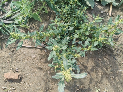 oak-leaved goosefoot