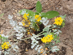 Hippocrepis atlantica
