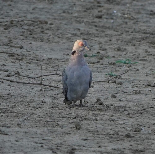 Mourning Collared Dove