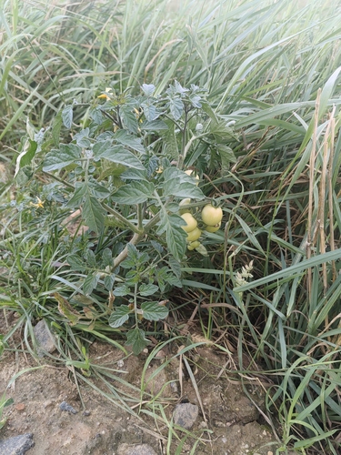 tomato