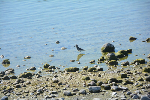 Dunlin