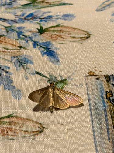 Box Tree Moth