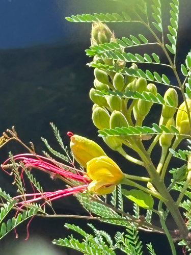 yellow bird-of-paradise shrub
