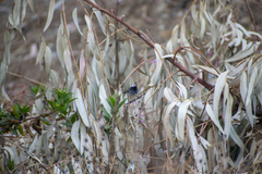 Anairetes reguloides