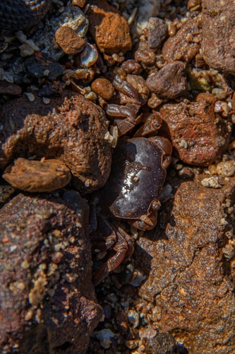 Cyclograpsus lucidus