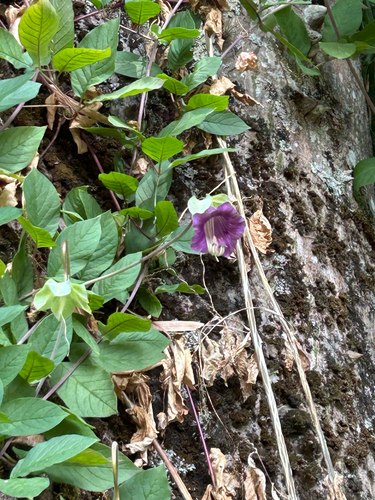 Cobaea scandens, photograph 4