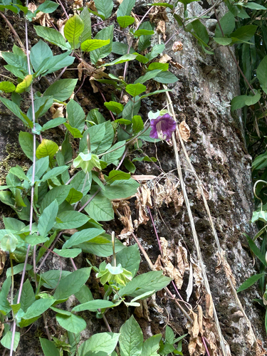 Cobaea scandens, photograph 5