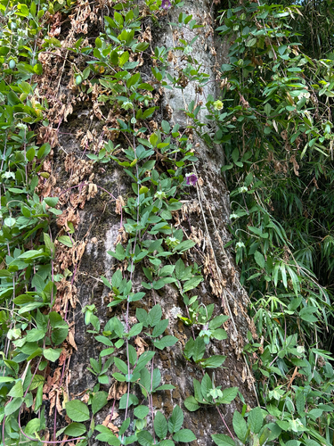 Cobaea scandens, photograph 6