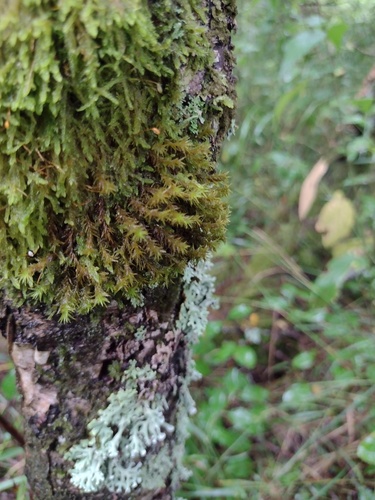 Lyell's Bristle-moss