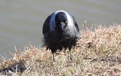 Corvus monedula