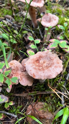 Rufous Milkcap
