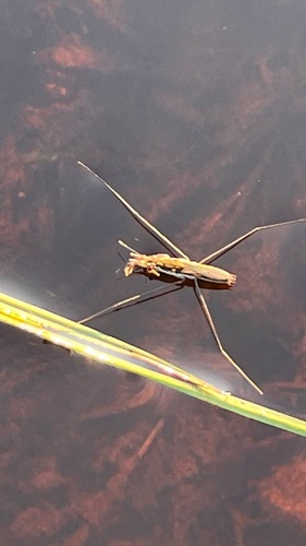 lake pondskater