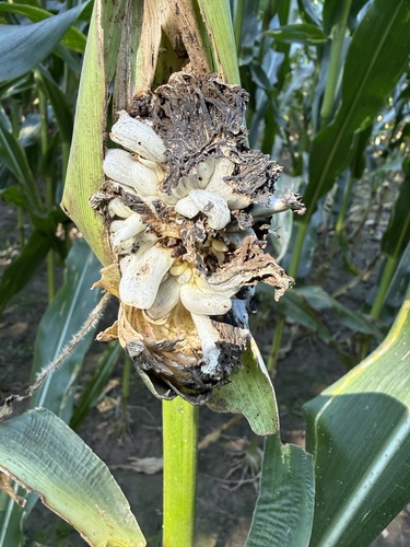 Corn Smut
