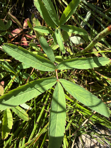marsh cinquefoil