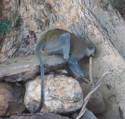 Vervet Monkey
