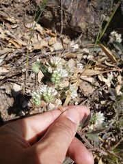 Phacelia imbricata imbricata