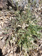 Phacelia imbricata imbricata