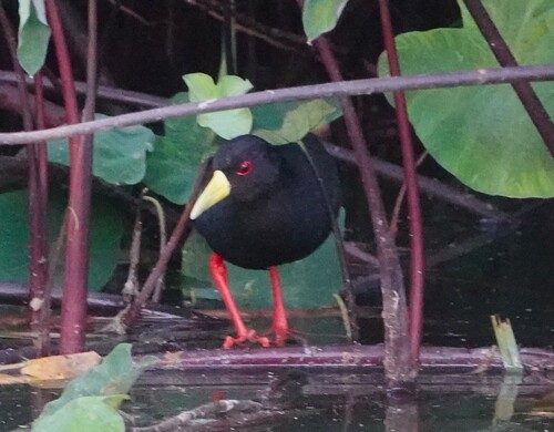 Black Crake