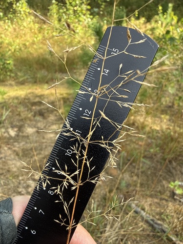 Agrostis gigantea, photograph 3