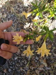 Diplacus grandiflorus