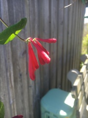 Lonicera sempervirens