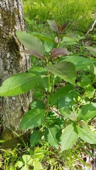 Triosteum perfoliatum