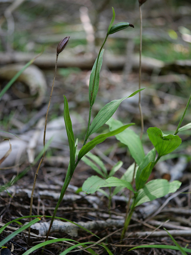 Cypripedium arietinum observed 2026-08-19