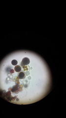 Haematococcus lacustris
