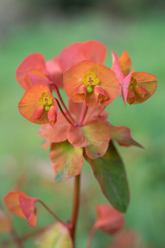 Euphorbia griffithii