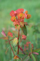 Euphorbia griffithii, photograph (c) Morten Ross, some rights reserved (CC BY)