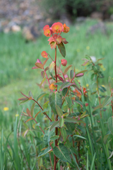 Euphorbia griffithii, photograph (c) Morten Ross, some rights reserved (CC BY)