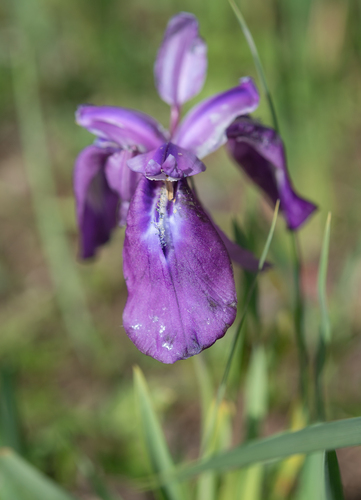 Iris cuniculiformis, photograph 5