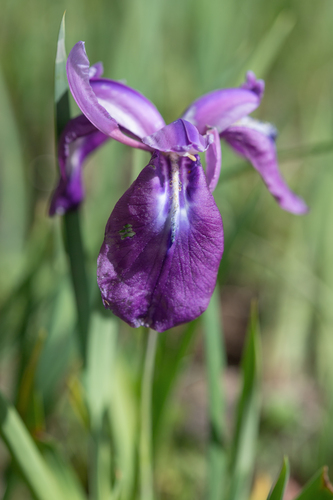 Iris cuniculiformis, photograph 6