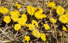 Tussilago farfara