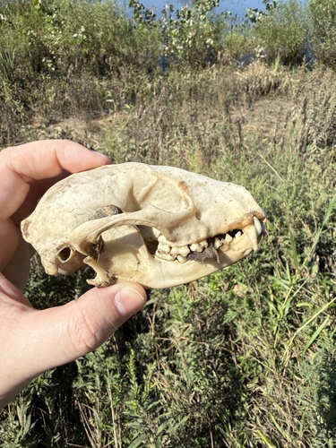Common Raccoon