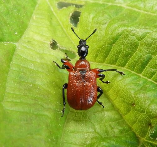 Hazel leaf-roller weevil