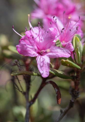 Rhododendron racemosum